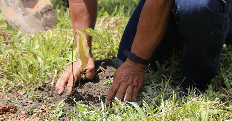 Nuevo vivero de especies forestales nativas para el Sur del Meta