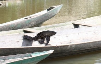 O Mistério do Bodó O Mistério do Bodó