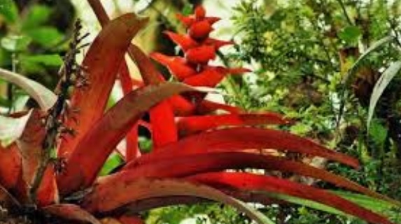 Fauna Amazonas Bromelias