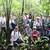 200 árboles fueron plantados en el Amazonas con el apoyo de su Fuerza Aérea