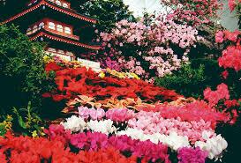 image for Festa das Flores e Morangos