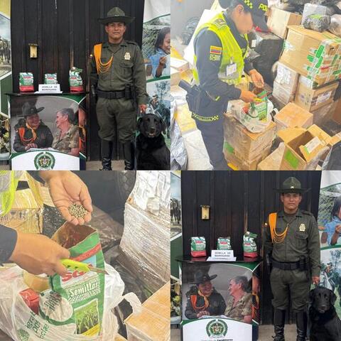 La Policía Nacional del Amazonas incauta 3 kg de semilla de marihuana en  Leticia