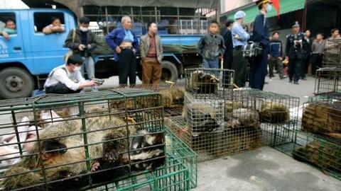 Vietnam prohibió importación y el comercio de animales salvajes