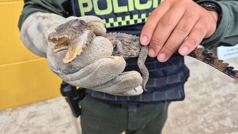 Protección a la fauna silvestre 