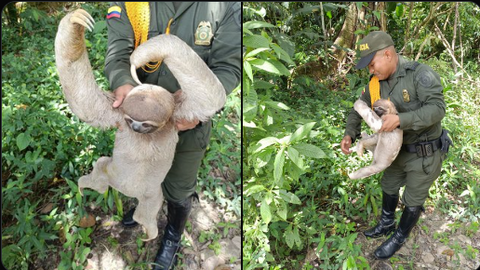 ESTE AMIGUITO SALIÓ A EXPLORAR OTROS LUGARES, SIN EMBARGO, NO LE FUE FÁCIL VOLVER A SU HOGAR, GRACIAS AL LLAMADO DE LA COMUNIDAD, LOS CARABINEROS COL, LOGRARON AYUDARLO A RETORNAR A SU HÁBITAT NATURAL, PARA QUE SIGA CON SUS GRANDES AVENTURAS.