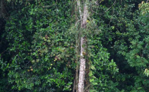 Arbol Achapo en plena selva Amazonica