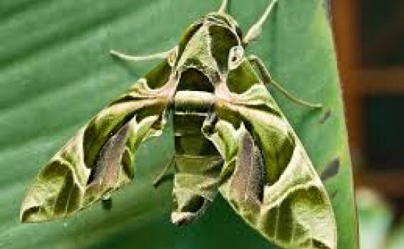 Adelfa Mariposa en una hoja
