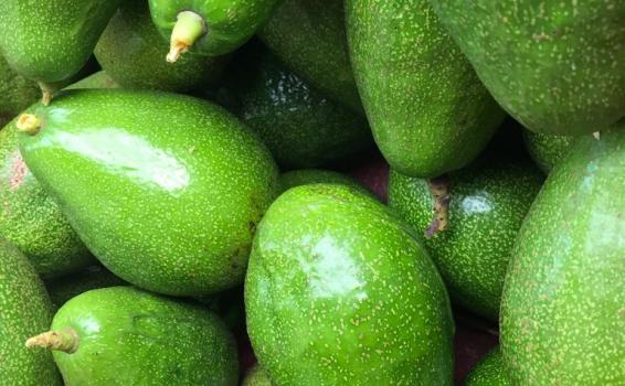 El fruto es tipo baya oval o piriforme Aguacate con un monton