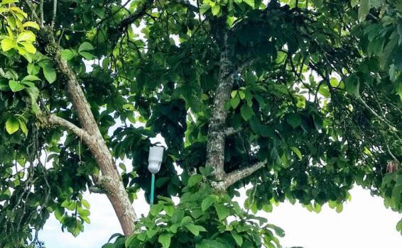 Arbol de aguacate en un patio de un cocina