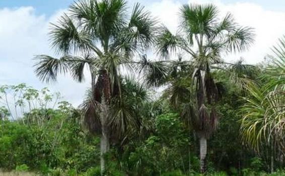 Aguaje Arbol de Aguje en los kilometros