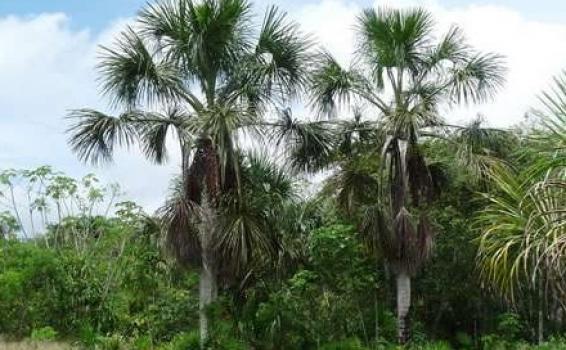 Arbol de Aguje en los kilometros