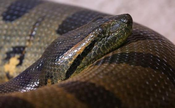 Anaconda en su habitad