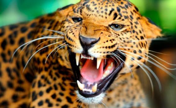 Fauna Colombia Amazonas Pantera en las selvas