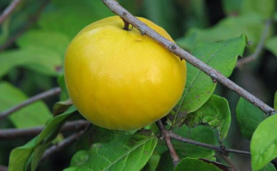fruto Amazonas El Araza en la mata