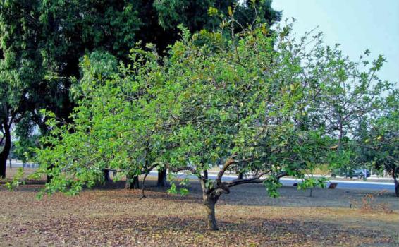 Arbol de Guayaba en la selva