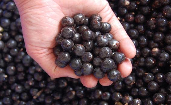 asai asai fruta