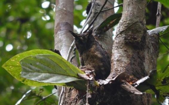 Comun en bosques de tierra firme Autillo selvatico en un arbol