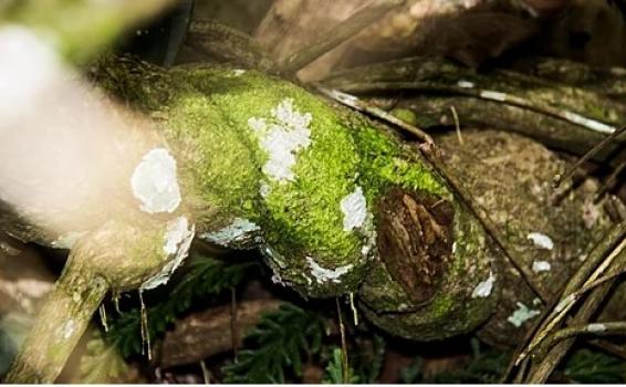 Ayahuasca Una liana de Ayahuasca