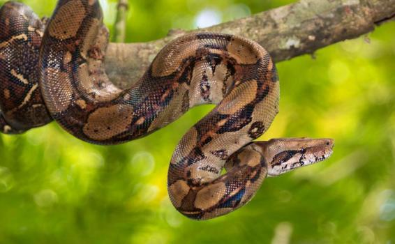 Animales Boa Constrictor