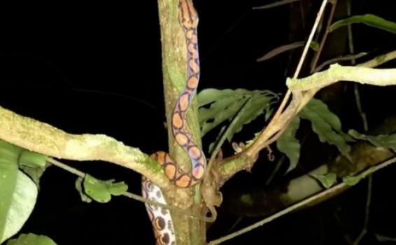 Una boa en un arbol en la selva