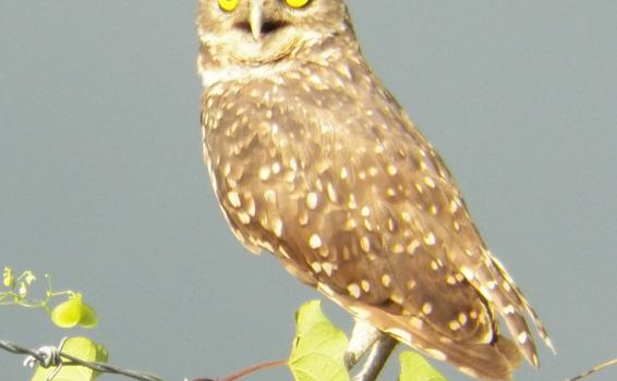 Exótica ave de los llanos orientale Mochuelo Conejo en un arbol