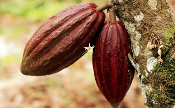 Arbol de Cacao 