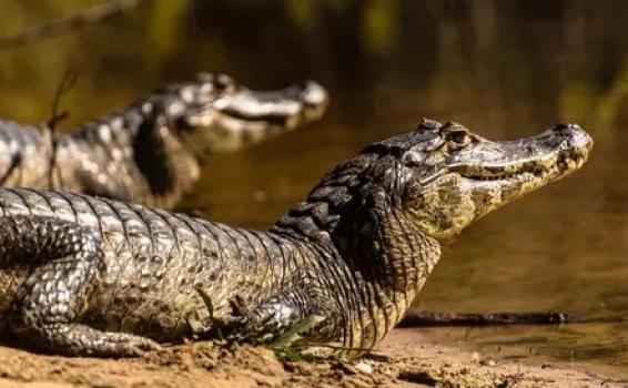 Caiman en una orilla de un rio