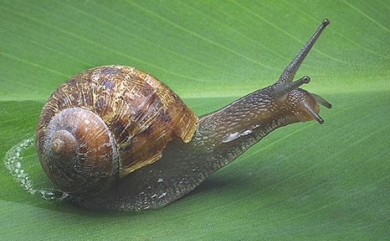 Caracoles Selvas Amazonas