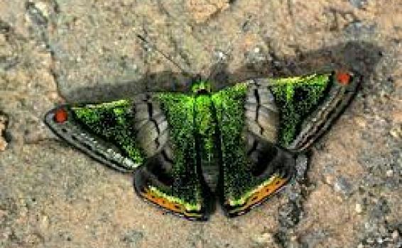 Mariposa descanzando en la arena  