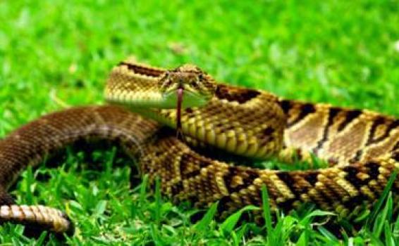 Culebras Serpiente la segunda mas grande y peligrosa del mundo