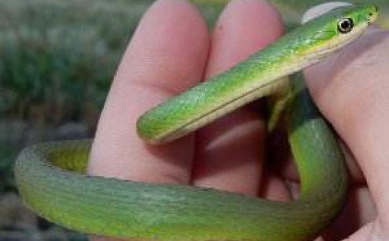 Serpiente cazadora verde en la selva