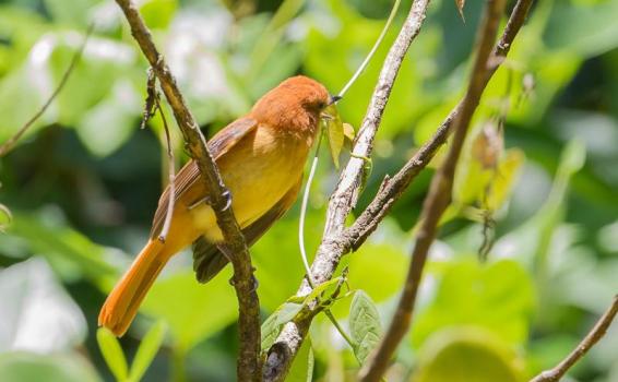 Cinnamon Attila en un arbol