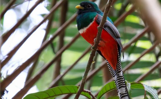 Collared Trogon en un arbol