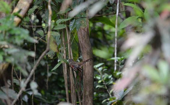 Trogon Collaris entre las ramas en la selva