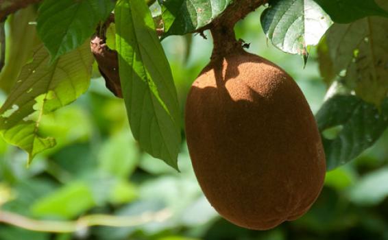 Fruto amazonense Copoazu