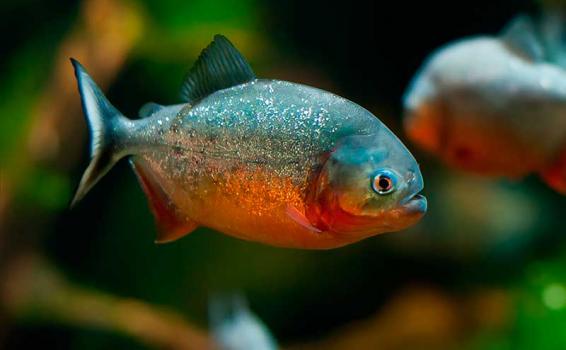 Piraña Amazonas Piraña en el agua