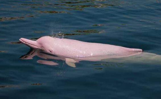 Uno de las cinco especies de delfines de agua dulce
