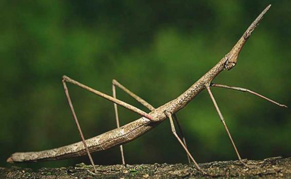 Un insecto palo en una rama