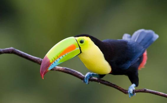 Fauna Imagen del Tucan en un arbol