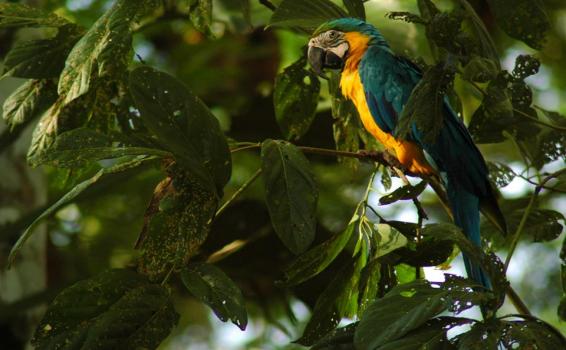 Guacamaya Guacamayo