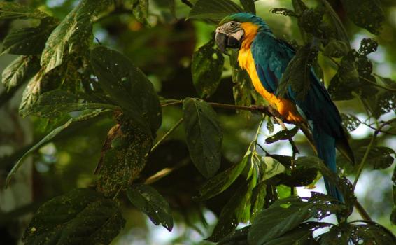 Guacamayo