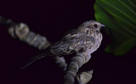 Pajaro en las horas de la noche en selva