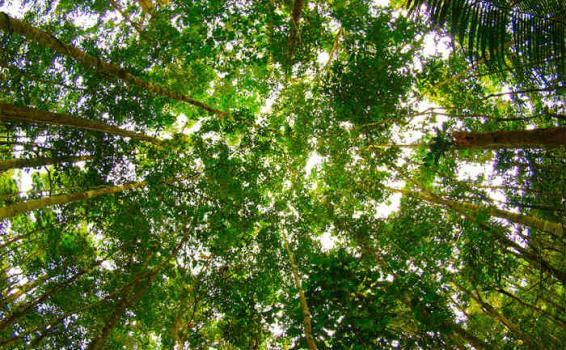 Etnias del Amazonas Arboles