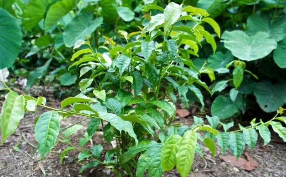 Ilex guayusa Planta medicinal de 5 hojas