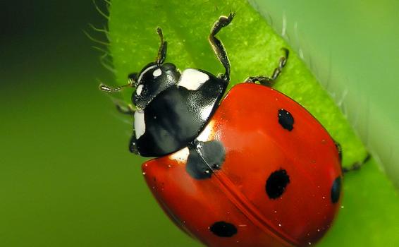 Una mariquita en una hoja