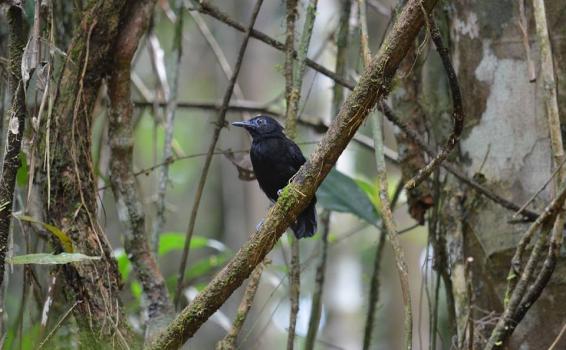 Foto en de una ave en la selva