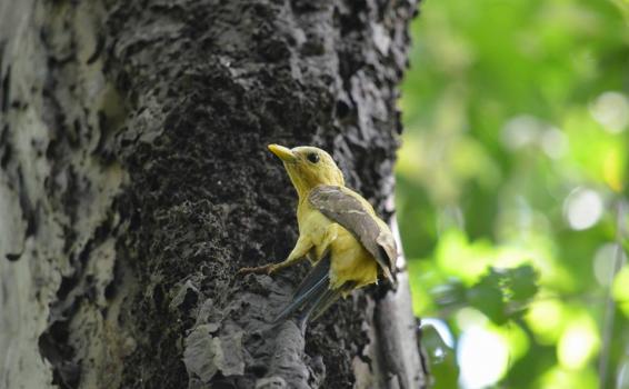 Parajaro en arbol