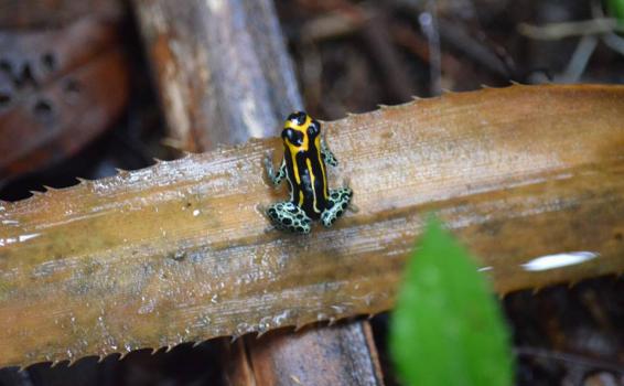Fauna Amazonas Rana en una rama