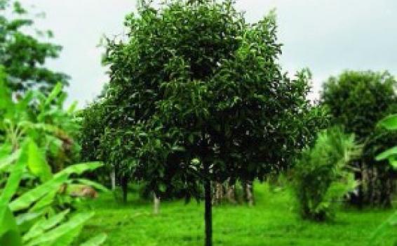 Arbol de Garcinia madruno en la selva