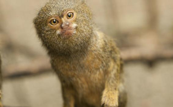Foto de mico en la selvas brasileras